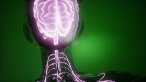 Anatomía-Del-Cerebro-Humano